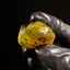16.06g Rough Specimen