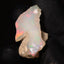 4.15g Rough Ethiopian Jewelry Grade Welo Opal