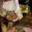 5.00g Chalk Opal Jar