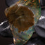 14.47g Rough Welo Ethiopian Specimen Opal