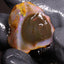 8.40g Rough Welo Ethiopian Specimen Opal