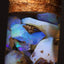 5.00g Chalk Opal Jar