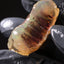 17.00g Rough Specimen