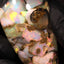 25.00g Rough Chalk Opal