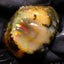 16.61g Rough Welo Ethiopian Specimen Opal