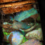 5.00g Chalk Opal
