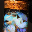 5.00g Chalk Opal Jar