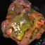 72.48g Rough Welo Ethiopian Specimen Opal