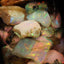 5.00g Chalk Opal Jar