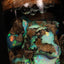 5.00g Rough Chalk Opal