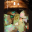 5.00g Chalk Opal Jar